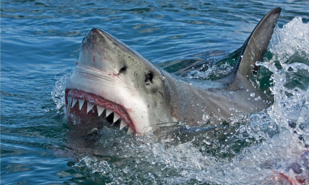 You are currently viewing Top 10 Big Fish That Rule the Ocean: Gentle Giants and Apex Predators